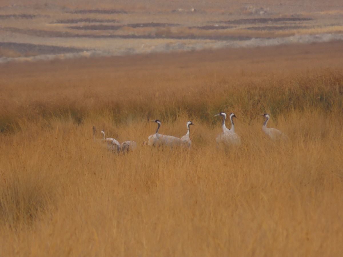 Common Crane - ML646545678