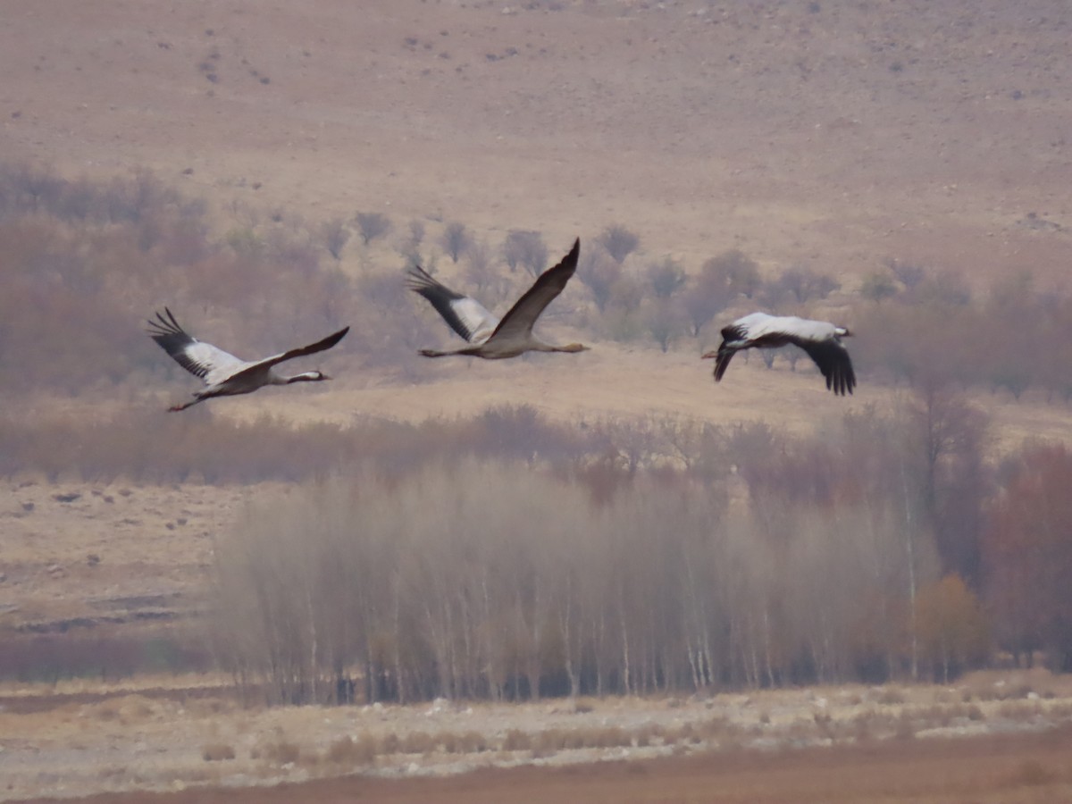 Common Crane - ML646545679