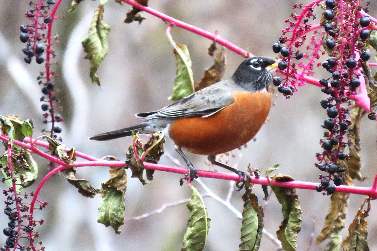 American Robin - ML646545681