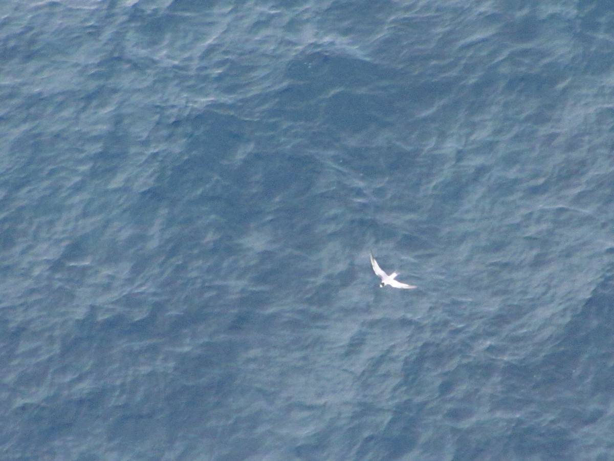 Roseate Tern - ML646545682