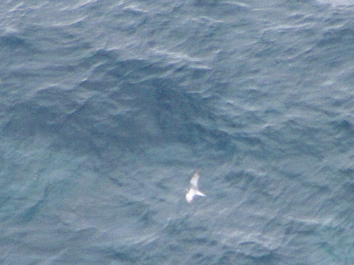 Roseate Tern - ML646545683