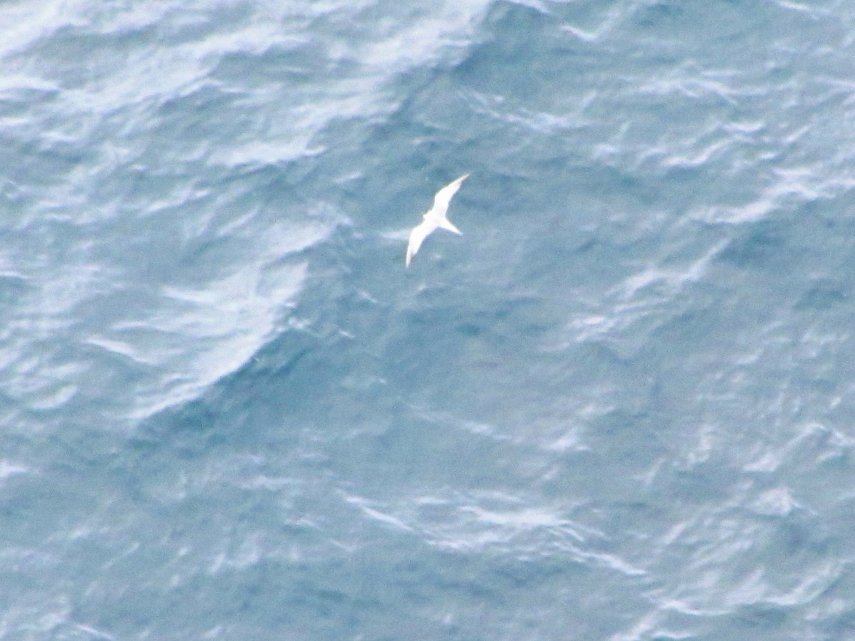 Roseate Tern - ML646545684