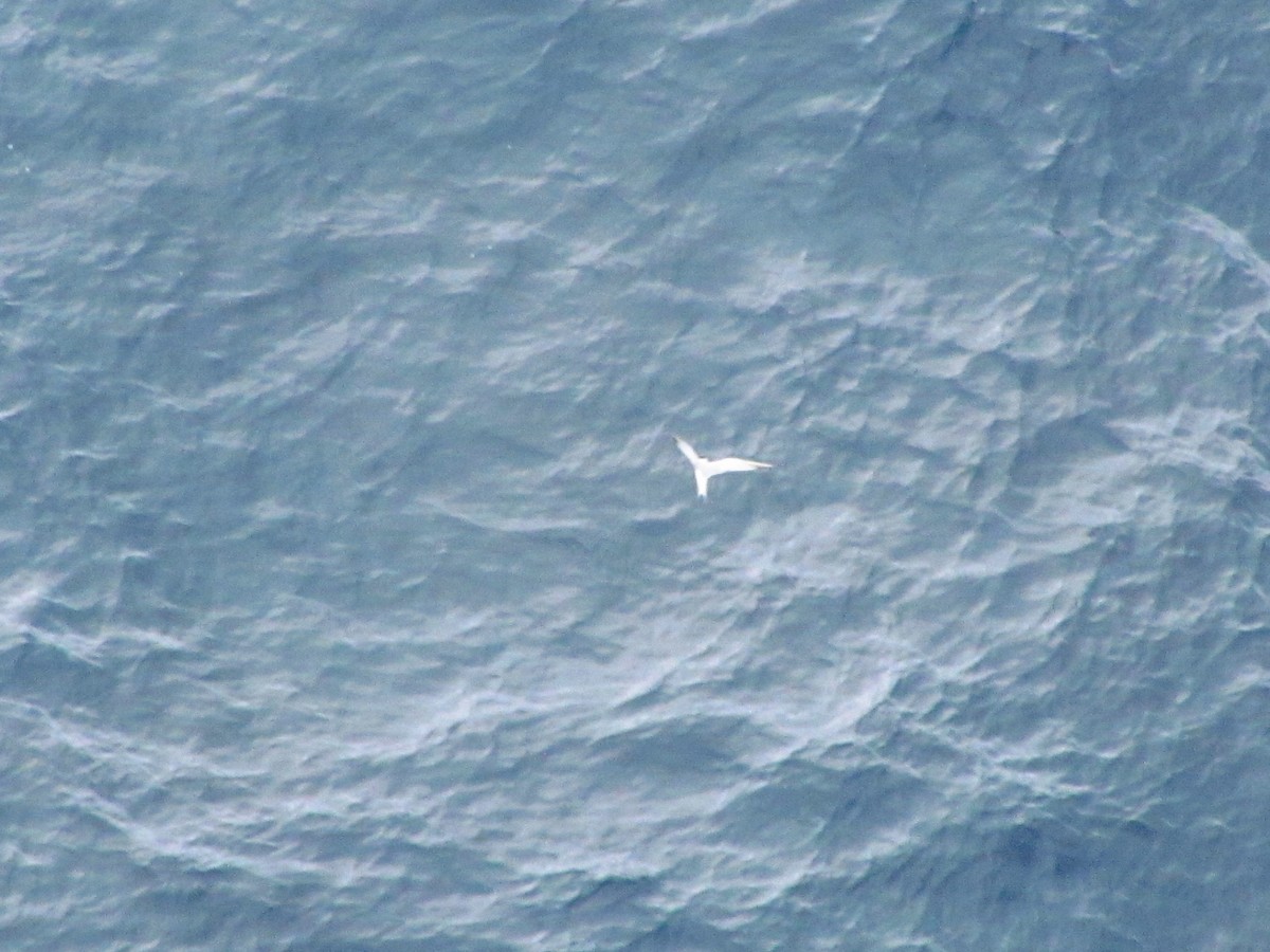 Roseate Tern - ML646545685