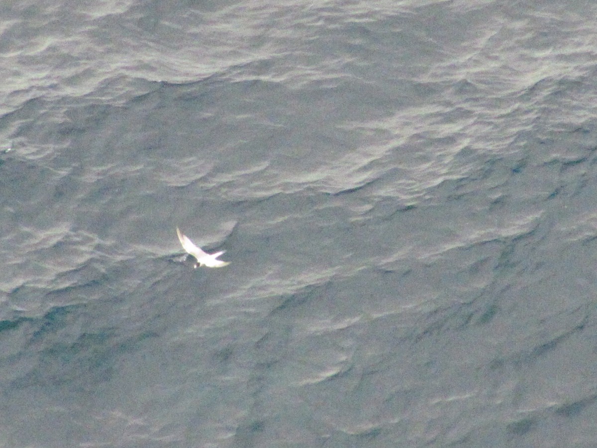 Roseate Tern - ML646545686