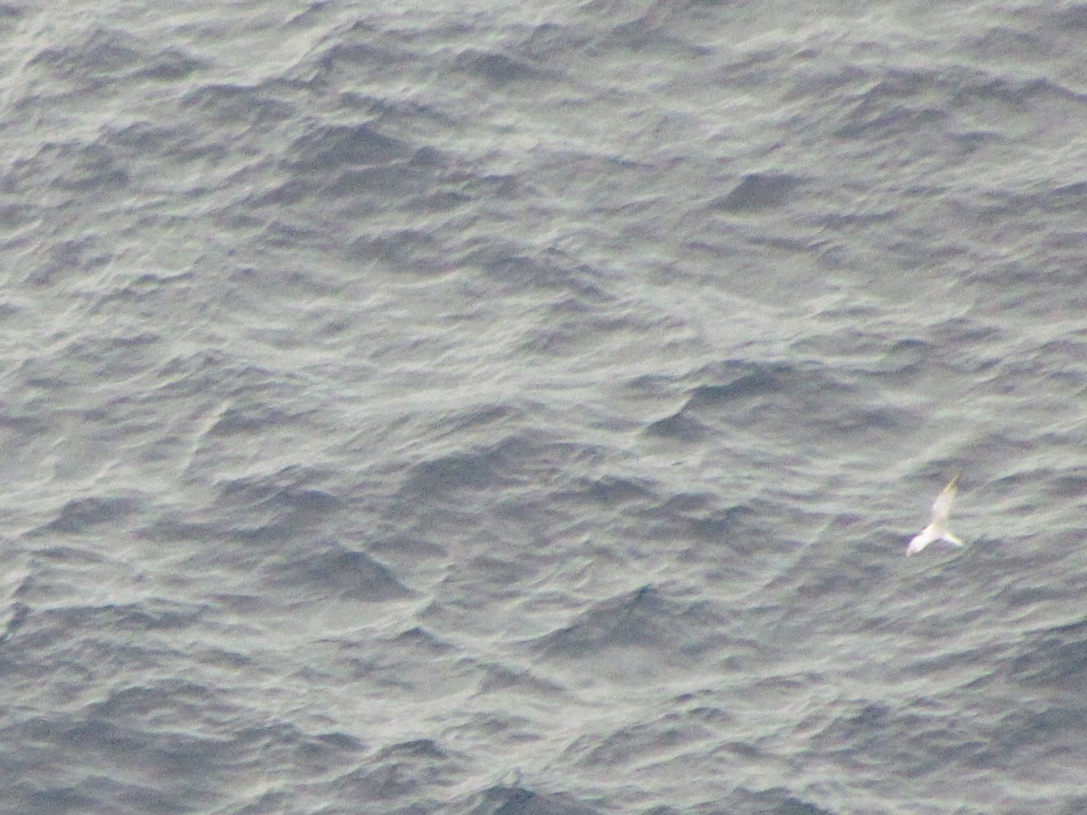 Roseate Tern - ML646545687