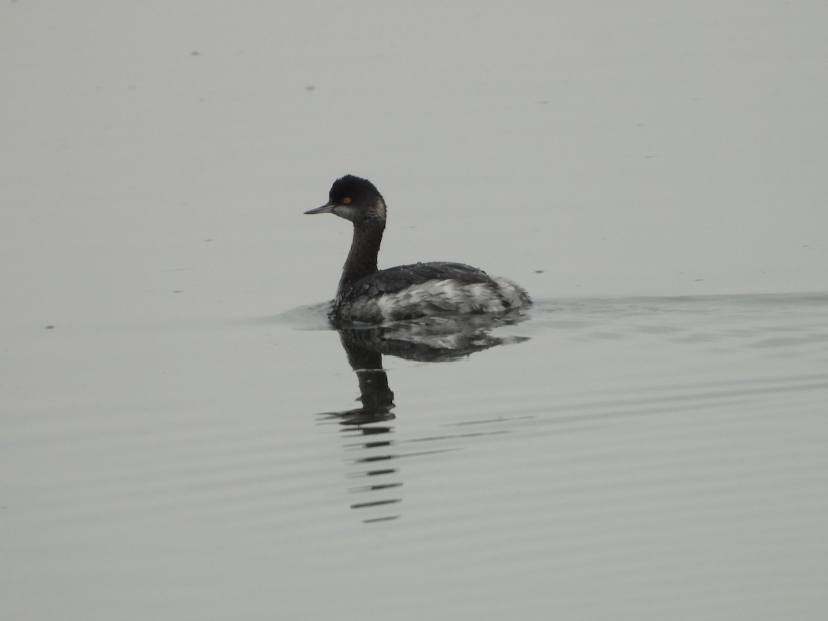 Eared Grebe - ML646545690