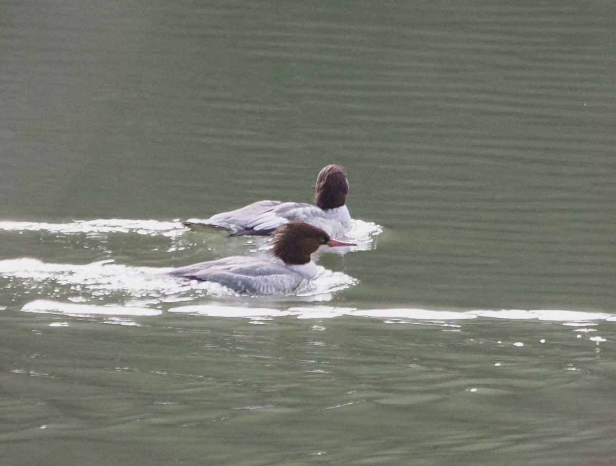 Common Merganser - ML646545698