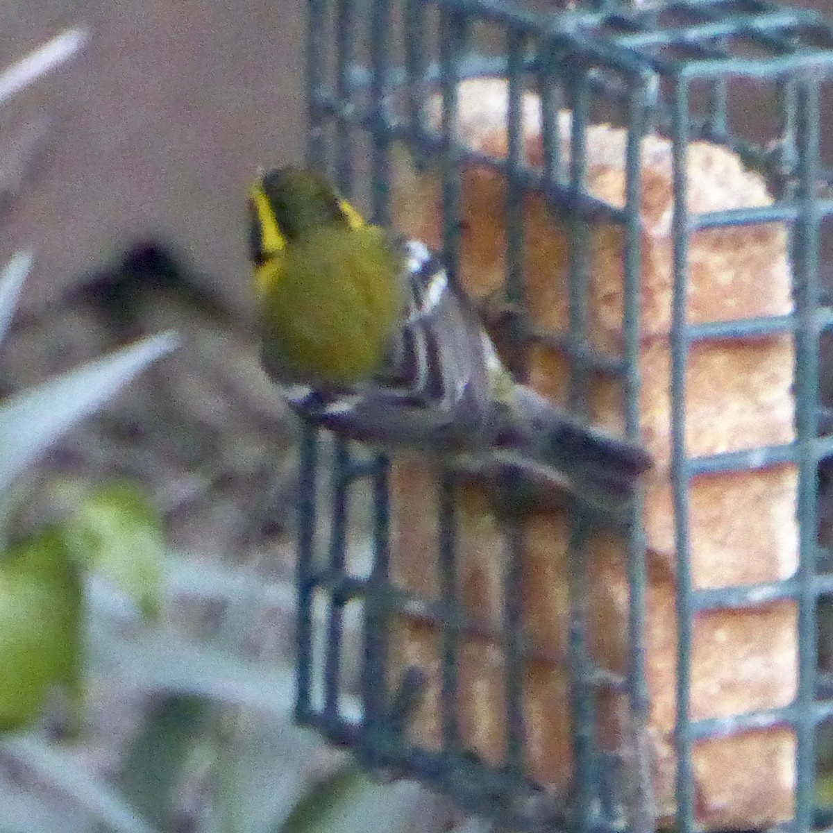 Townsend's Warbler - ML646545700