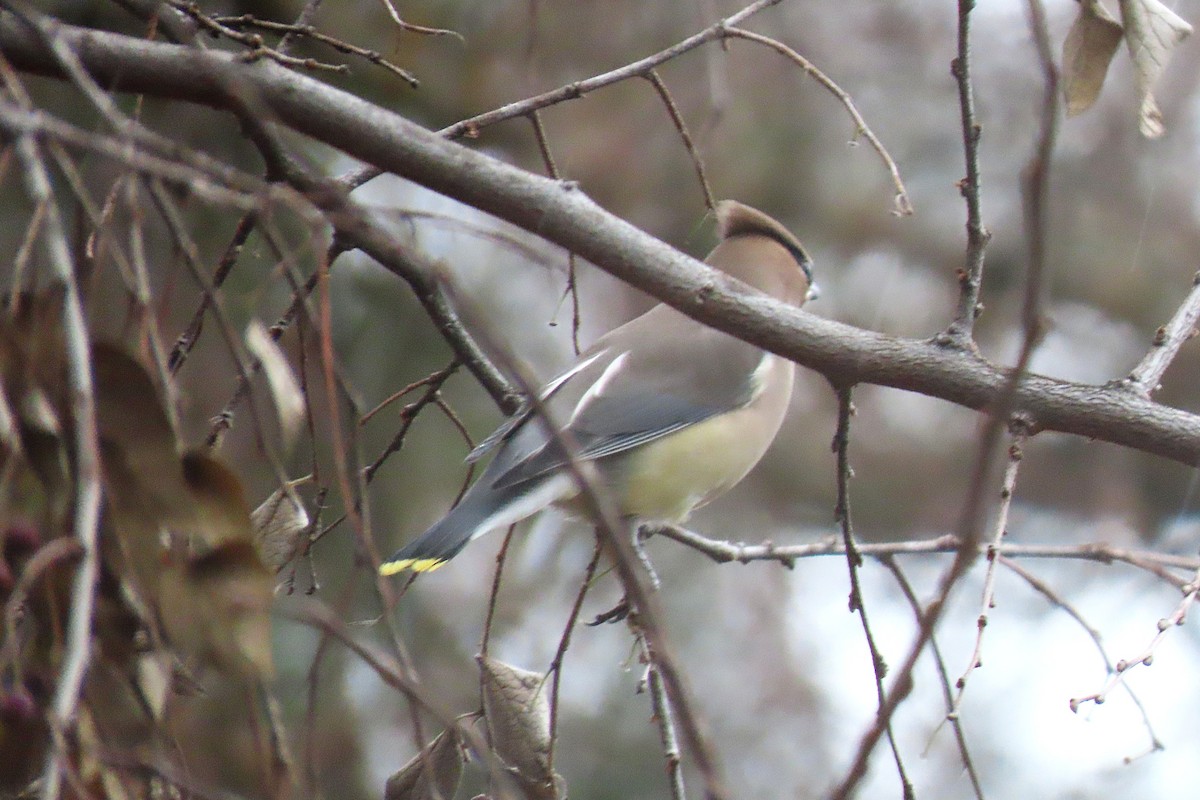 Cedar Waxwing - ML646545701