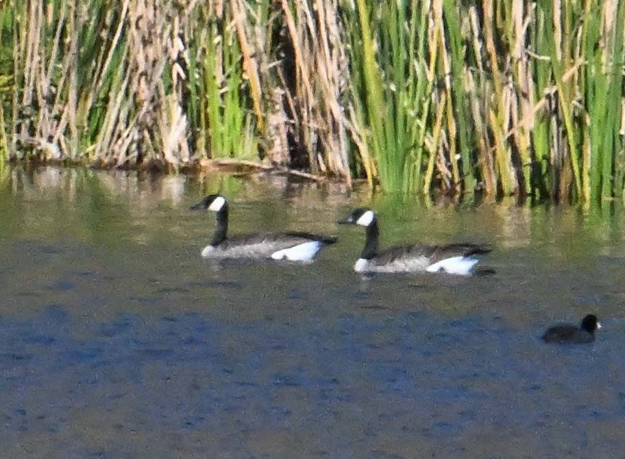 Oca canadese maggiore - ML646545702