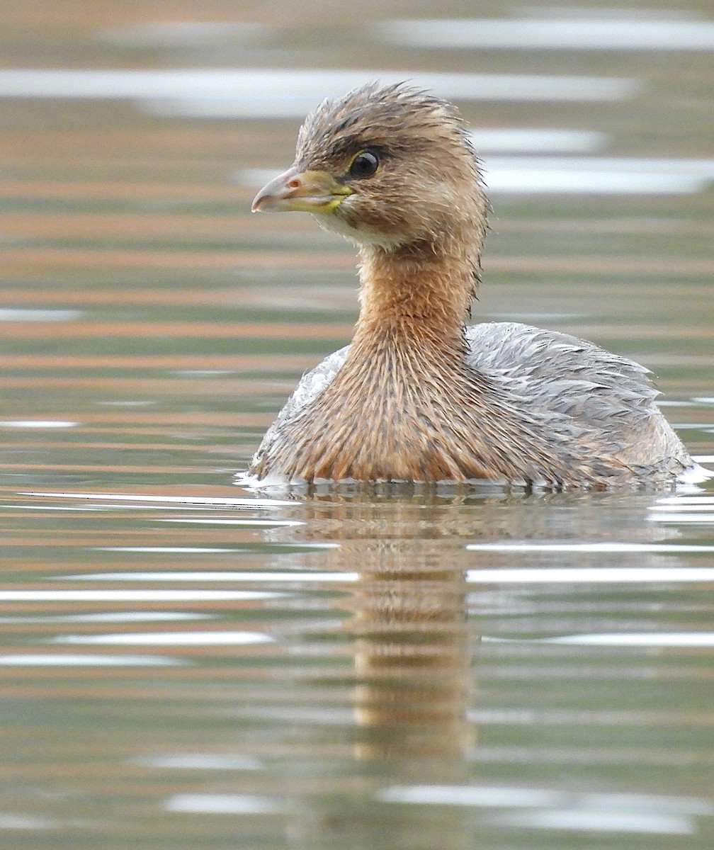 Pied-billed Grebe - ML646545703