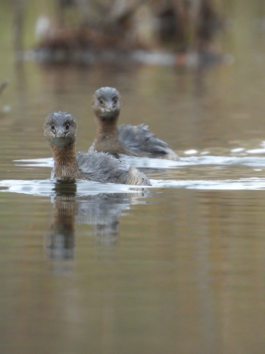 Pied-billed Grebe - ML646545704
