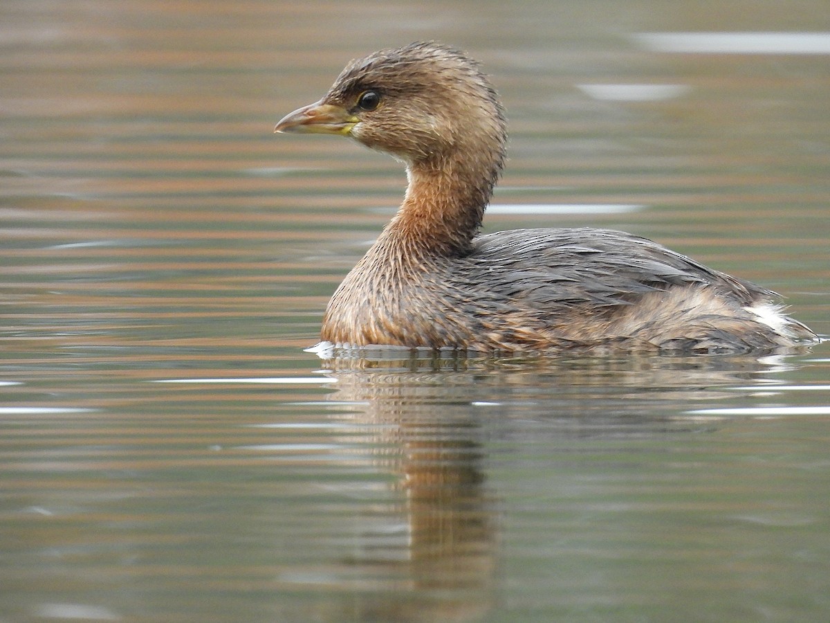 Pied-billed Grebe - ML646545705