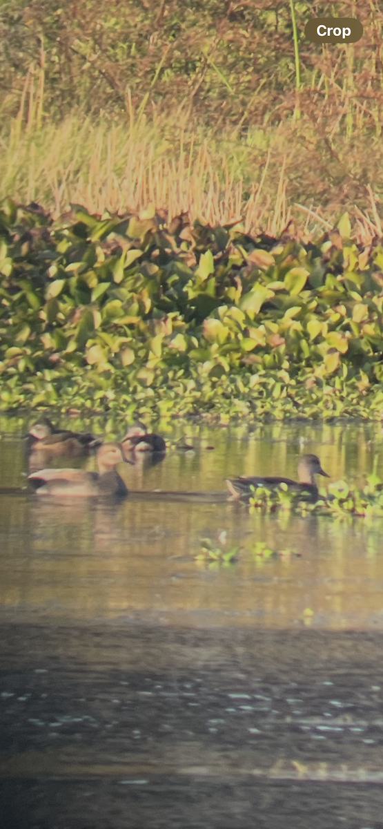 Gadwall - ML646545706