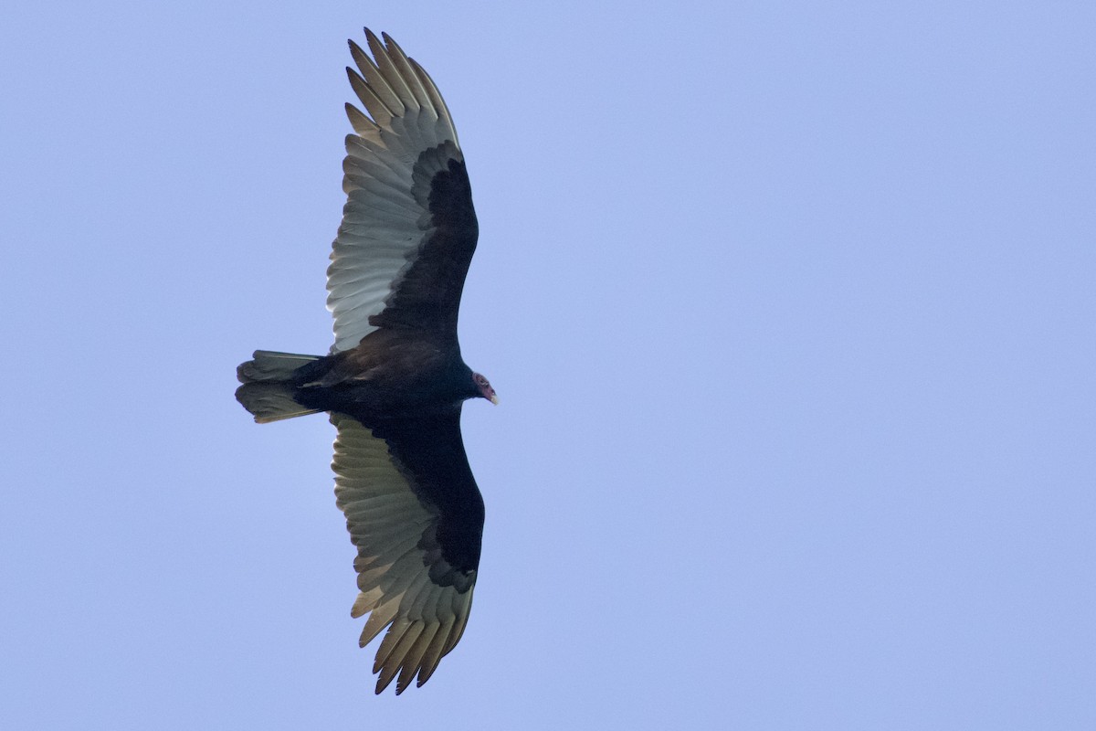 Aura Gallipavo - ML646545708