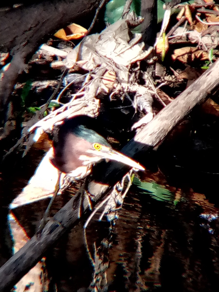 Green Heron - ML646545709