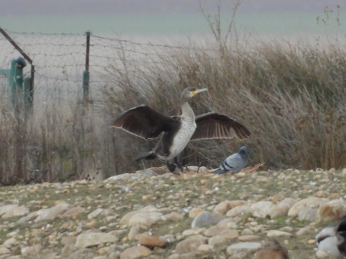 Great Cormorant - ML646545711