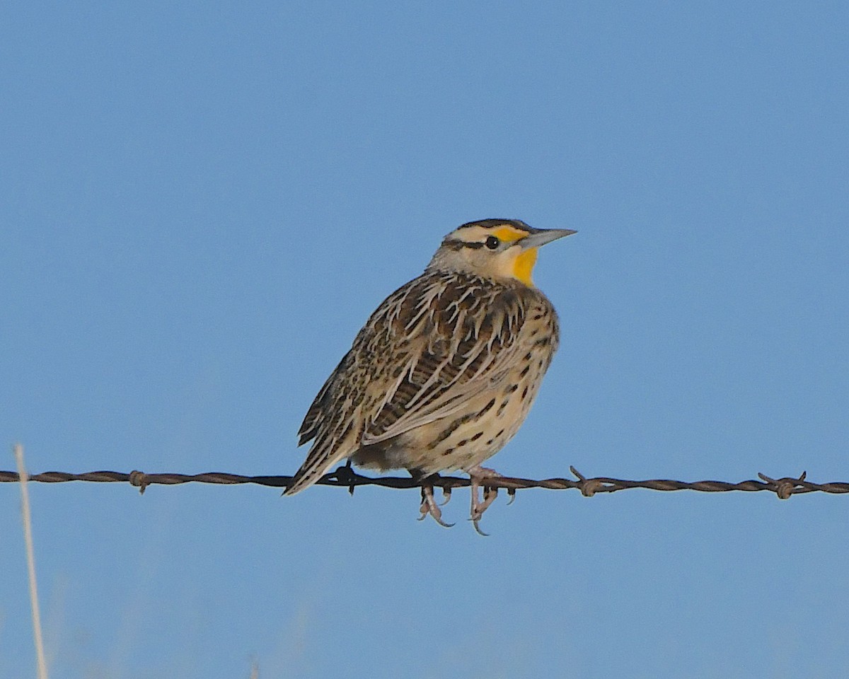 Chihuahuan Meadowlark - ML646545712