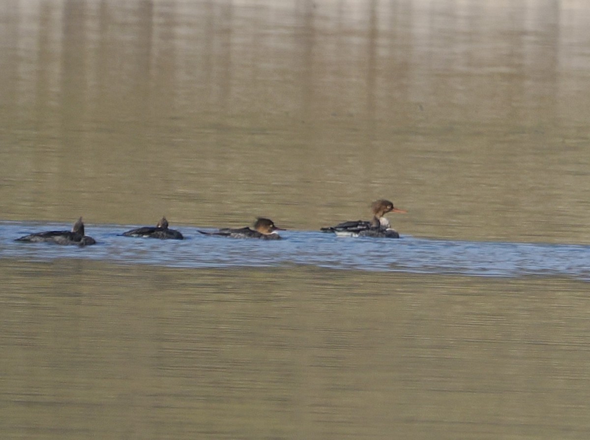 Red-breasted Merganser - ML646545713
