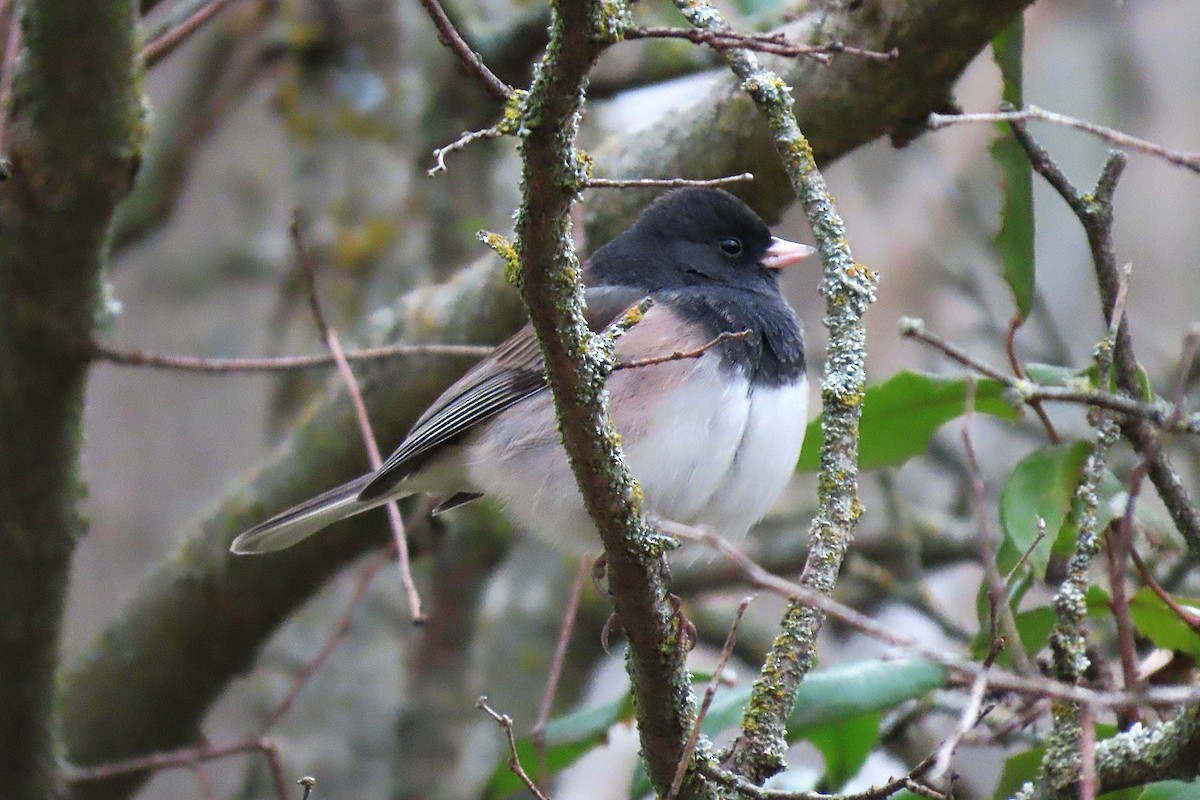 Dark-eyed Junco - ML646545721