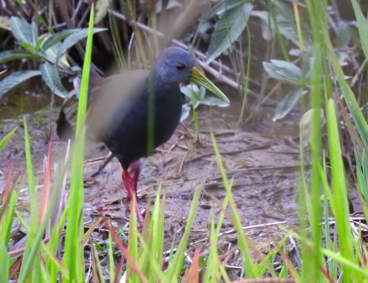 Râle noirâtre - ML646545724