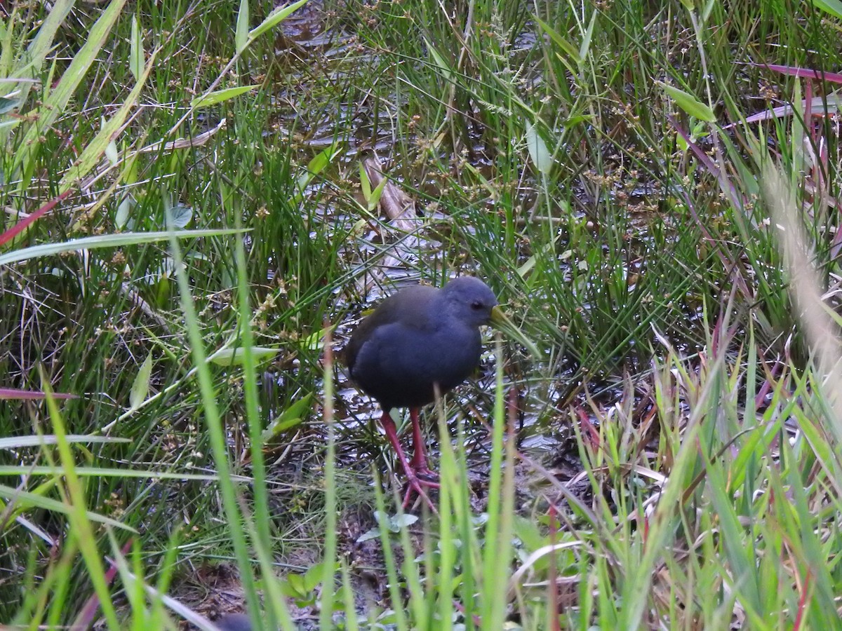 Râle noirâtre - ML646545725