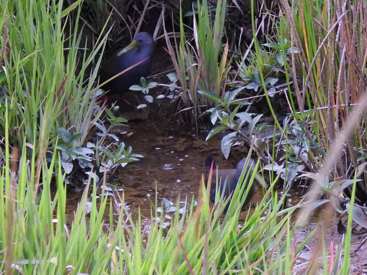 Râle noirâtre - ML646545727