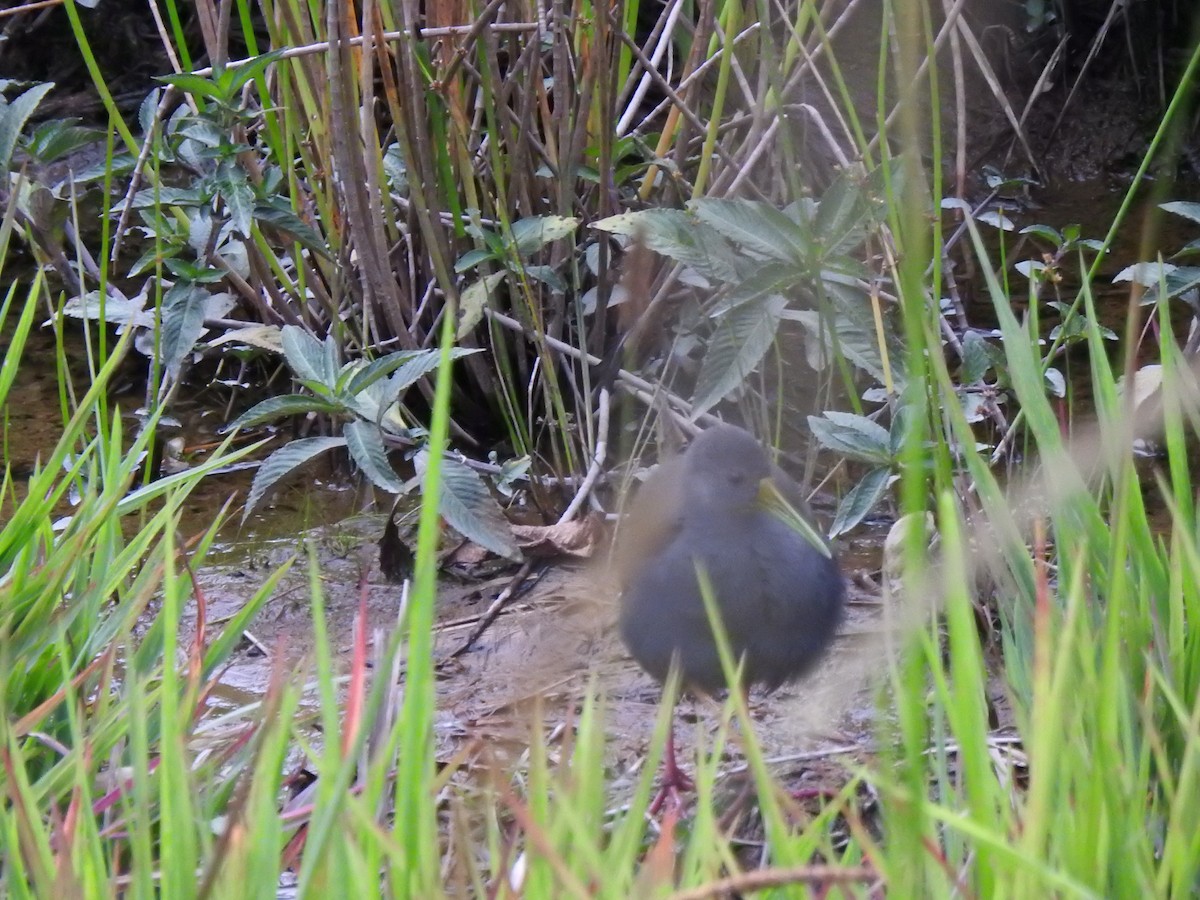 Râle noirâtre - ML646545728