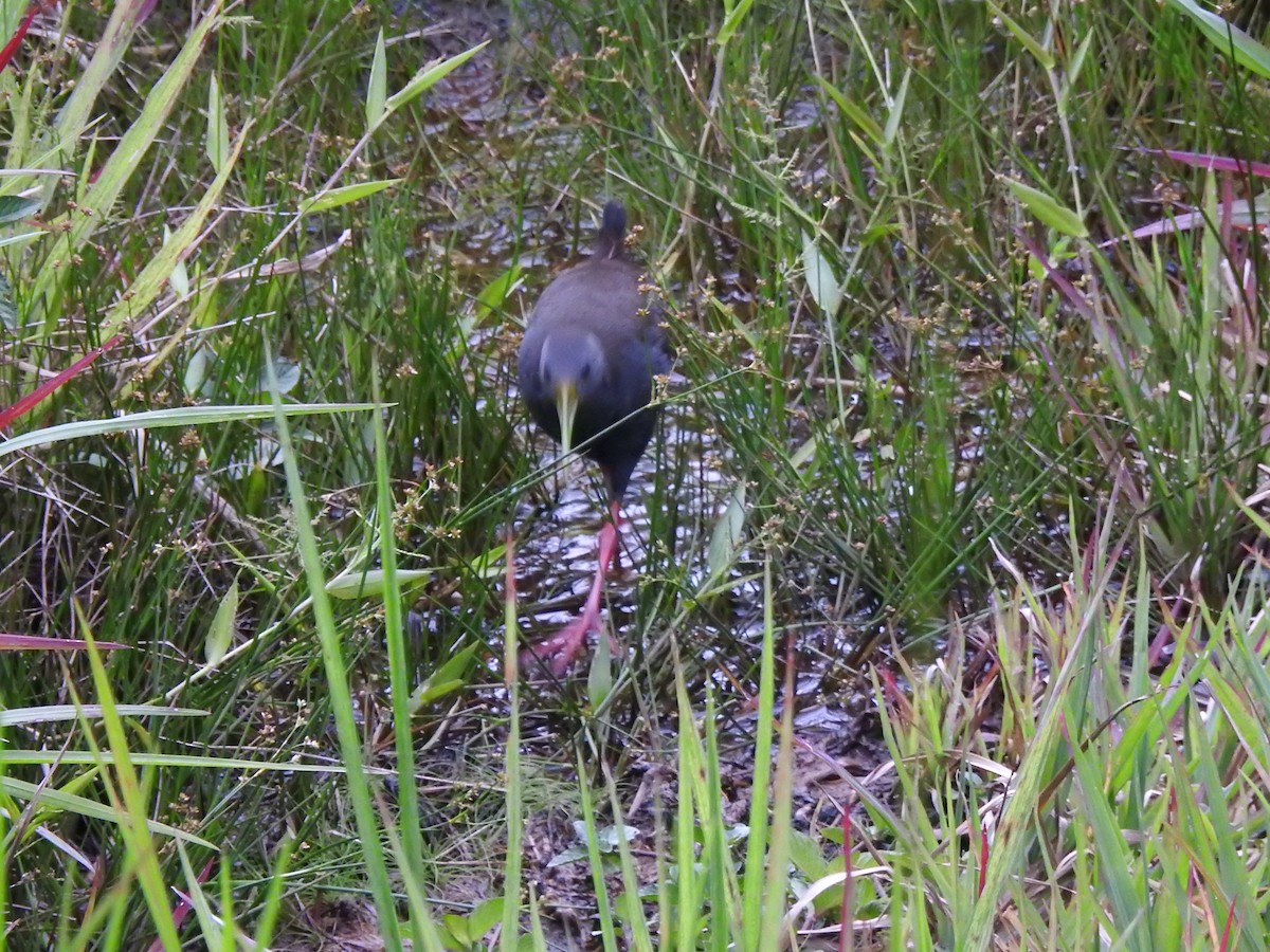 Râle noirâtre - ML646545729