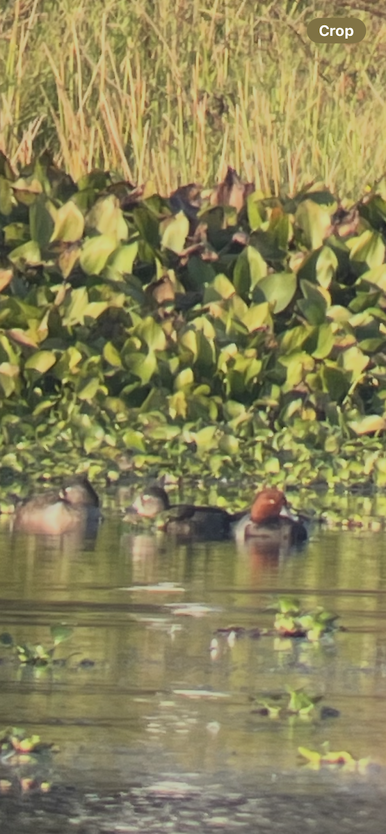 Redhead - ML646545731