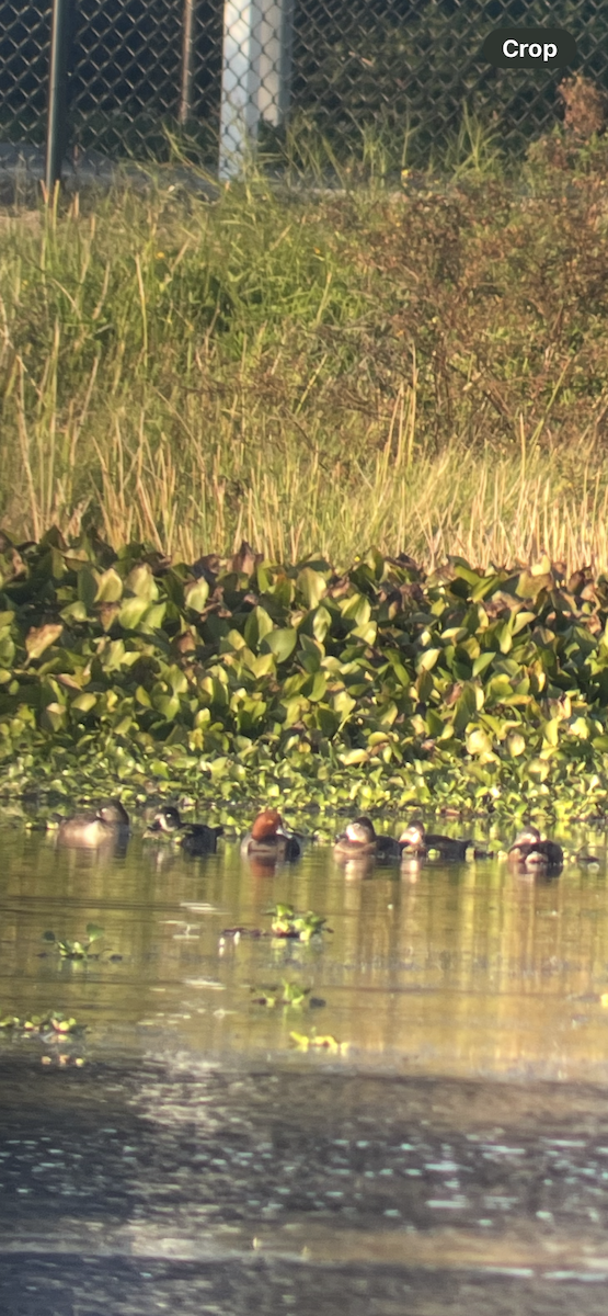 Redhead - ML646545732