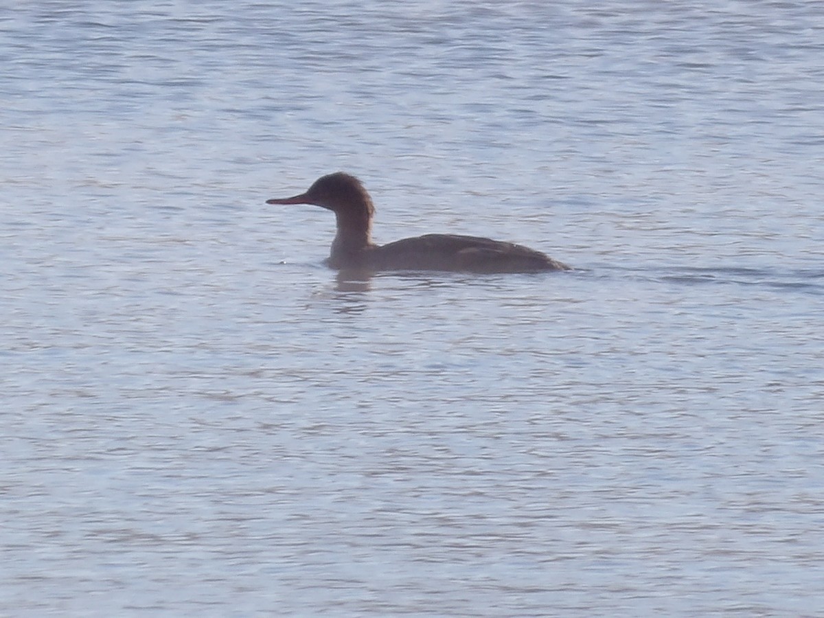 Длинноносый крохаль - ML646545733