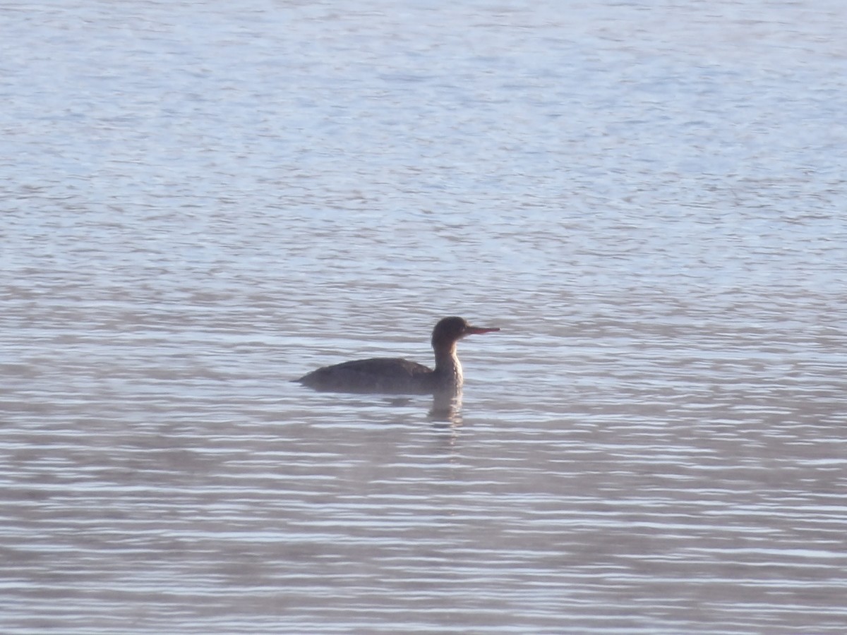 Длинноносый крохаль - ML646545734