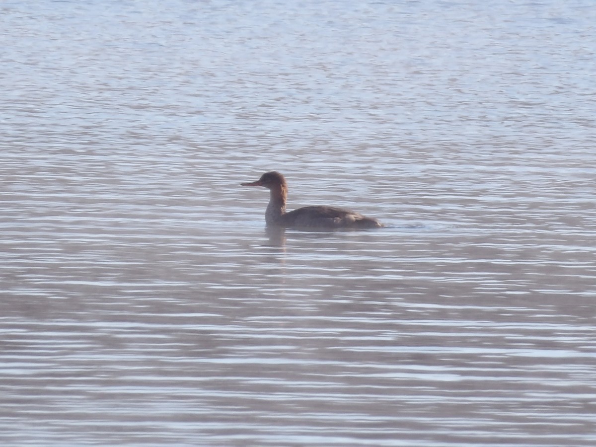 Длинноносый крохаль - ML646545735