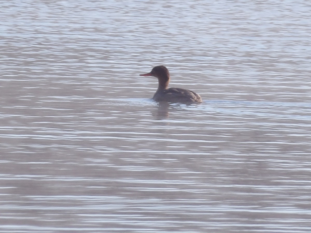 Длинноносый крохаль - ML646545736