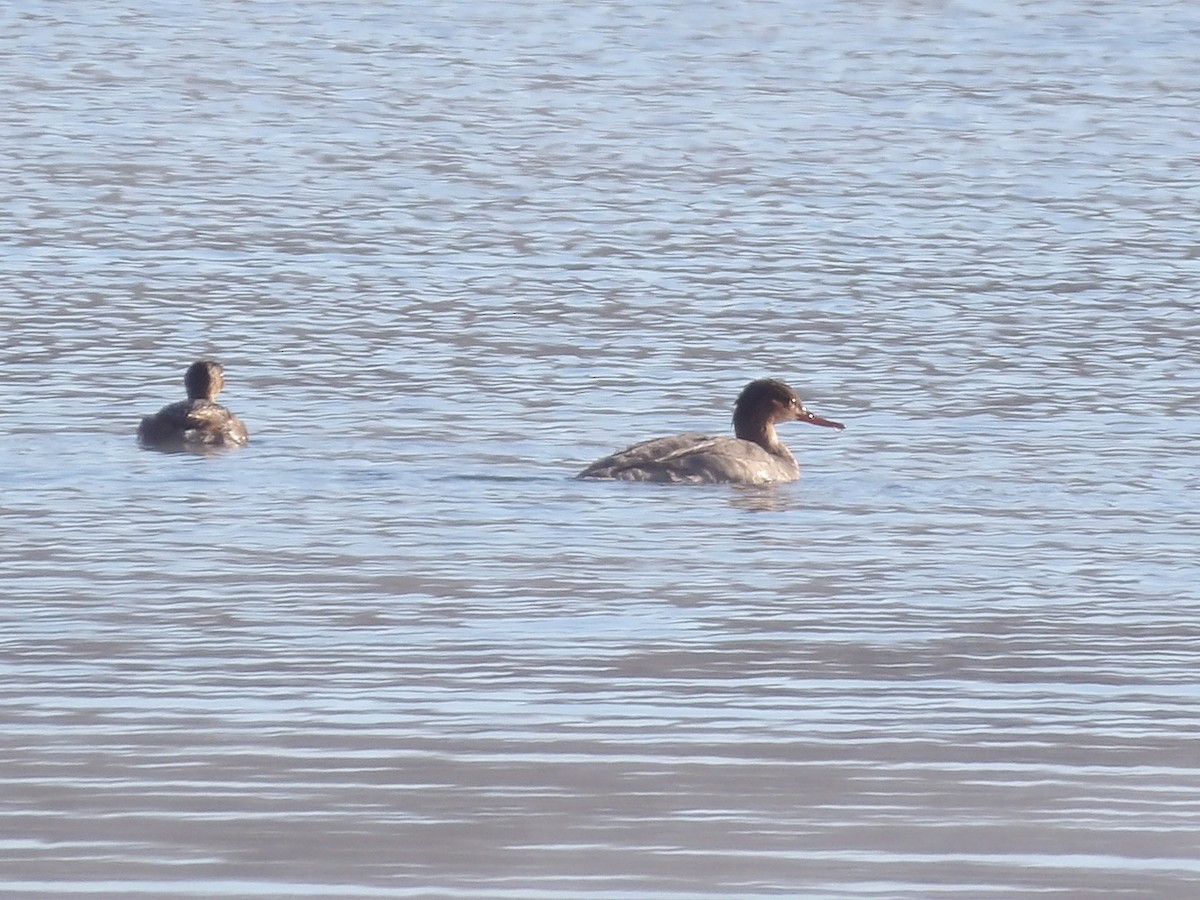 Длинноносый крохаль - ML646545737