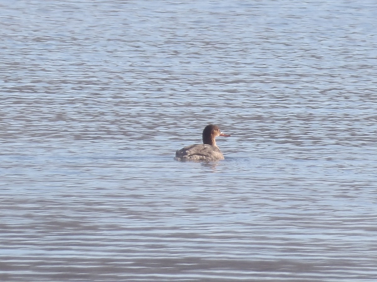 Длинноносый крохаль - ML646545738