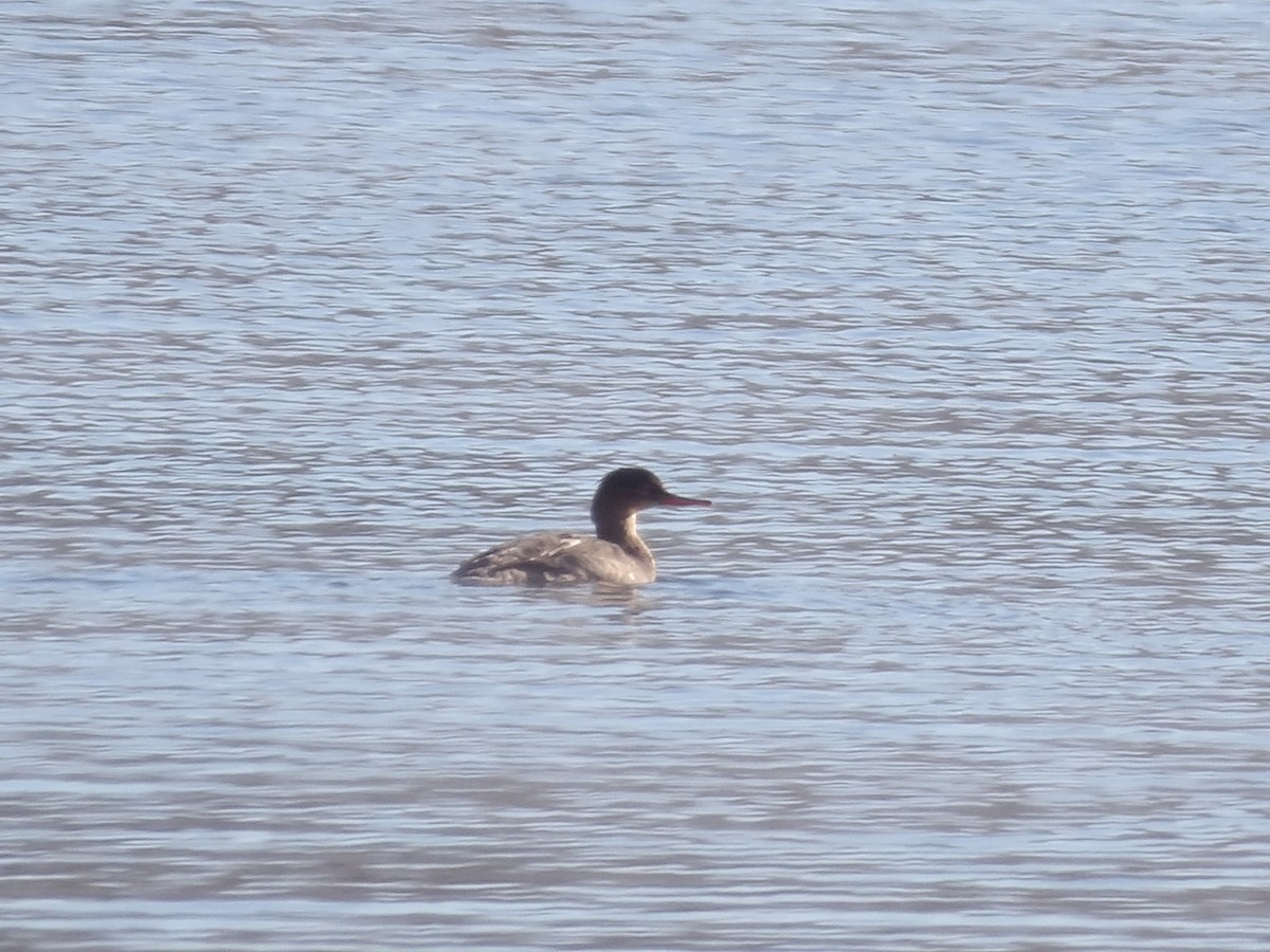 Длинноносый крохаль - ML646545739