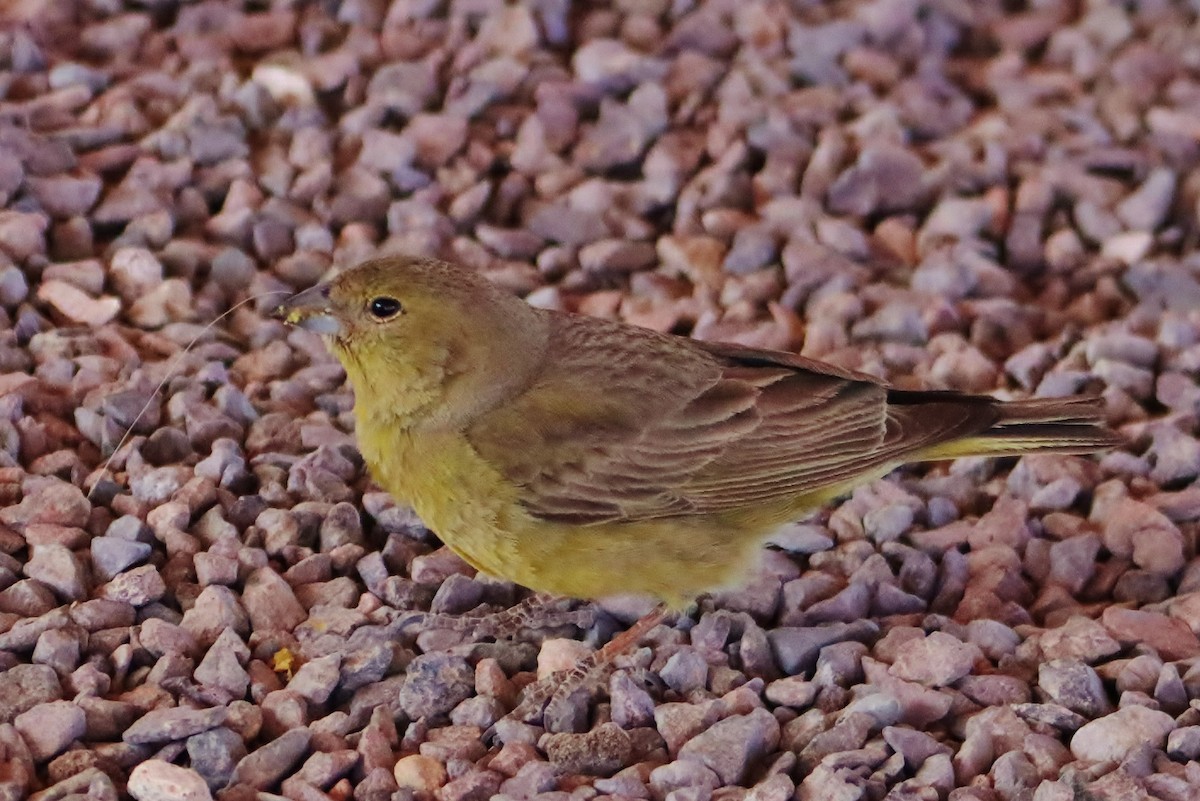 Greenish Yellow-Finch - ML646545740