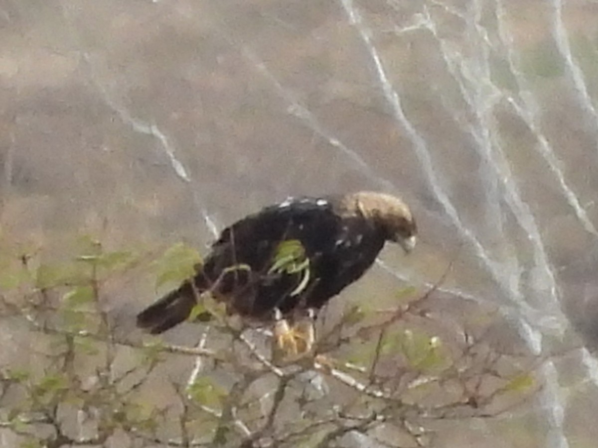 Spanish Eagle - ML646545741