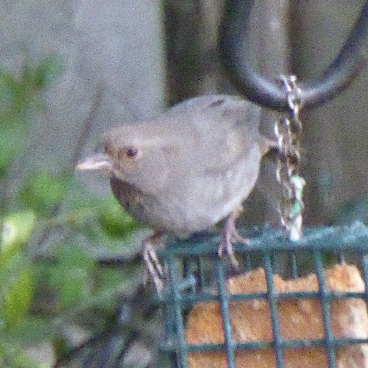 California Towhee - ML646545743