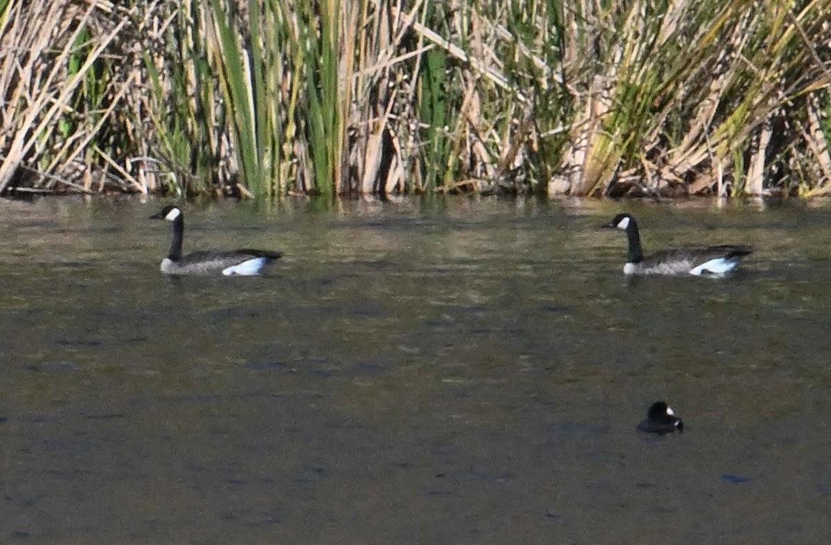 Oca canadese maggiore - ML646545744