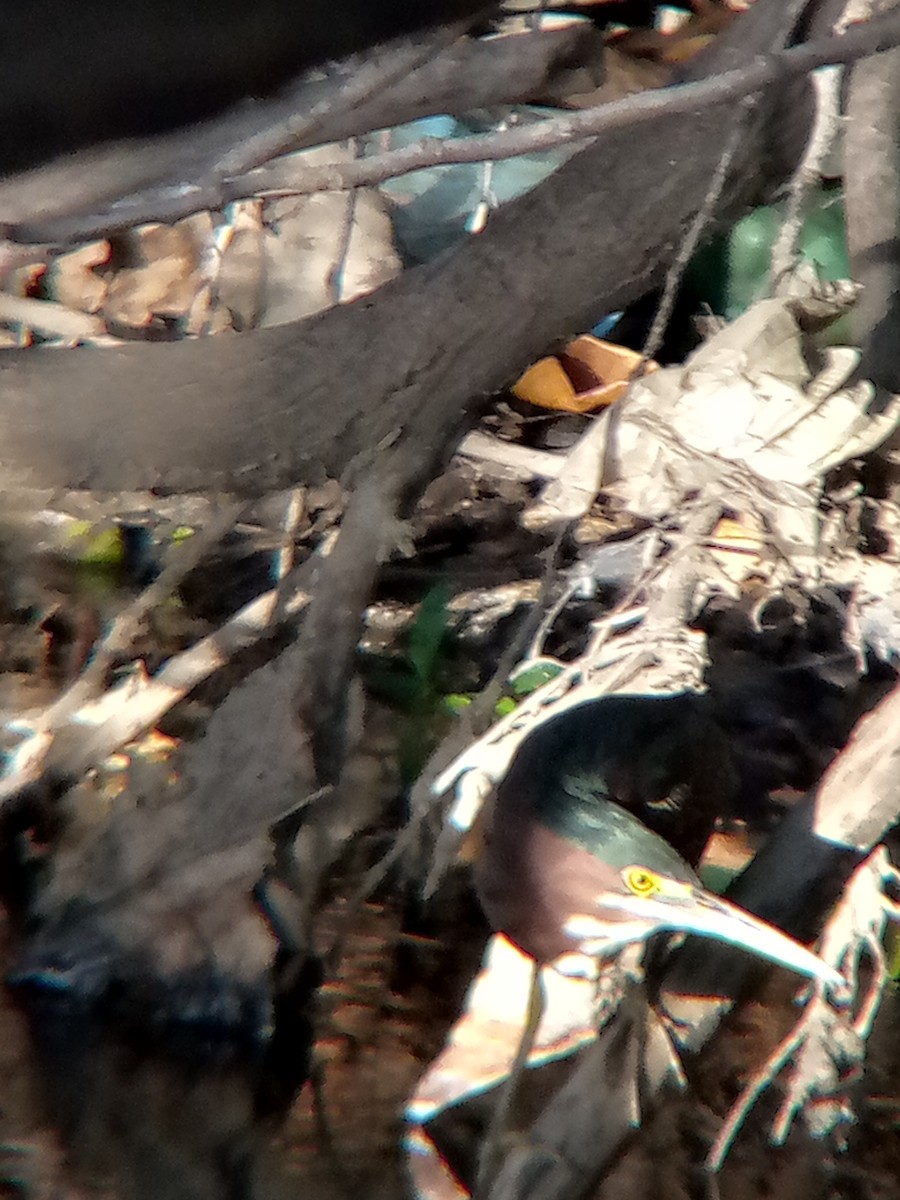 Green Heron - ML646545745