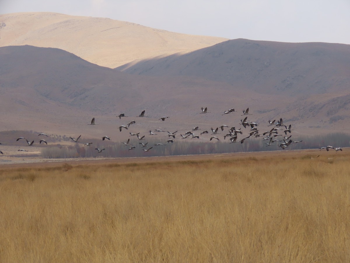Common Crane - ML646545746