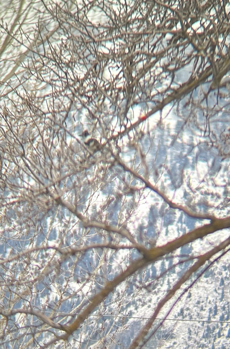 Belted Kingfisher - ML646545747