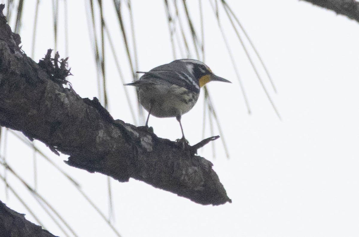 Yellow-throated Warbler - ML646545749