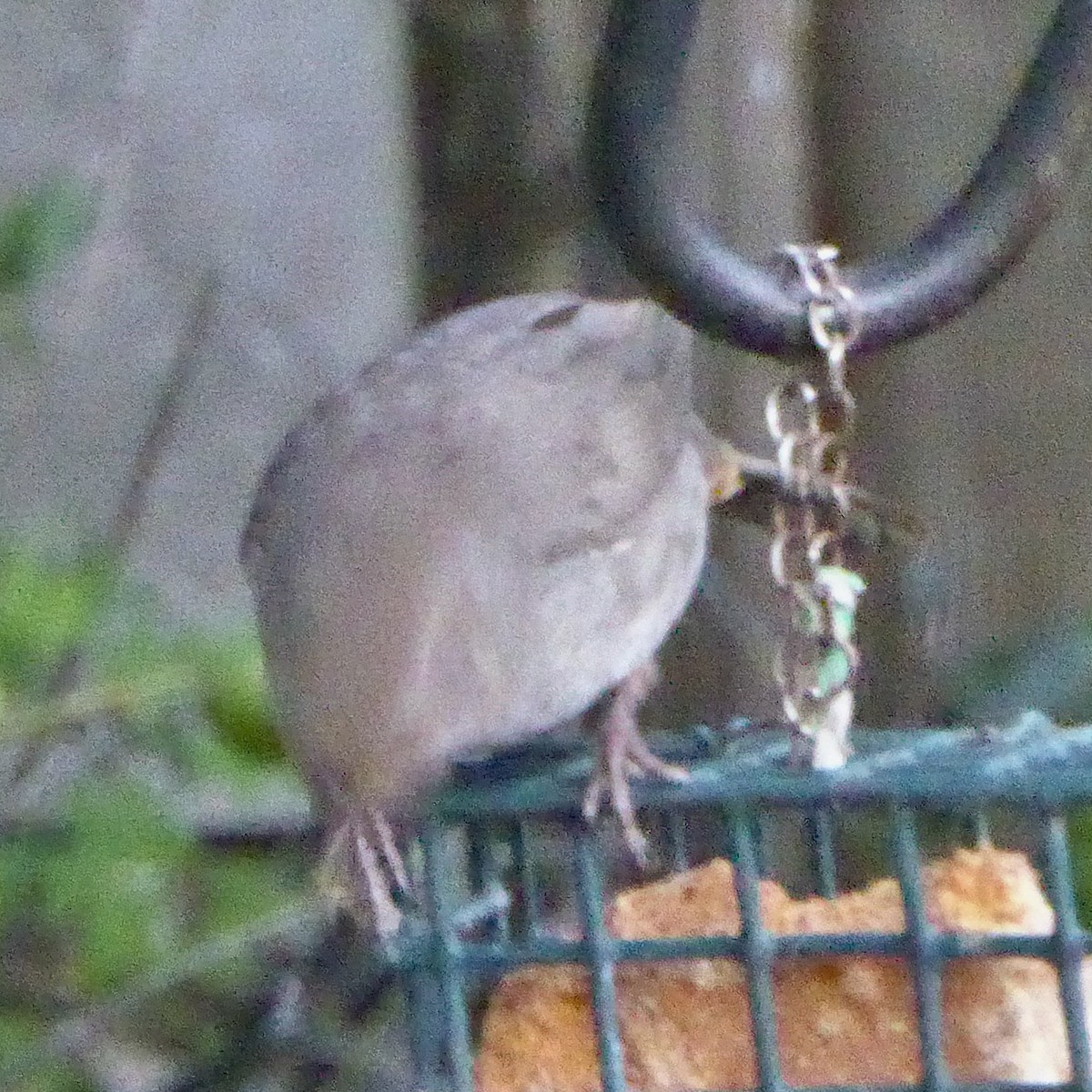 California Towhee - ML646545752