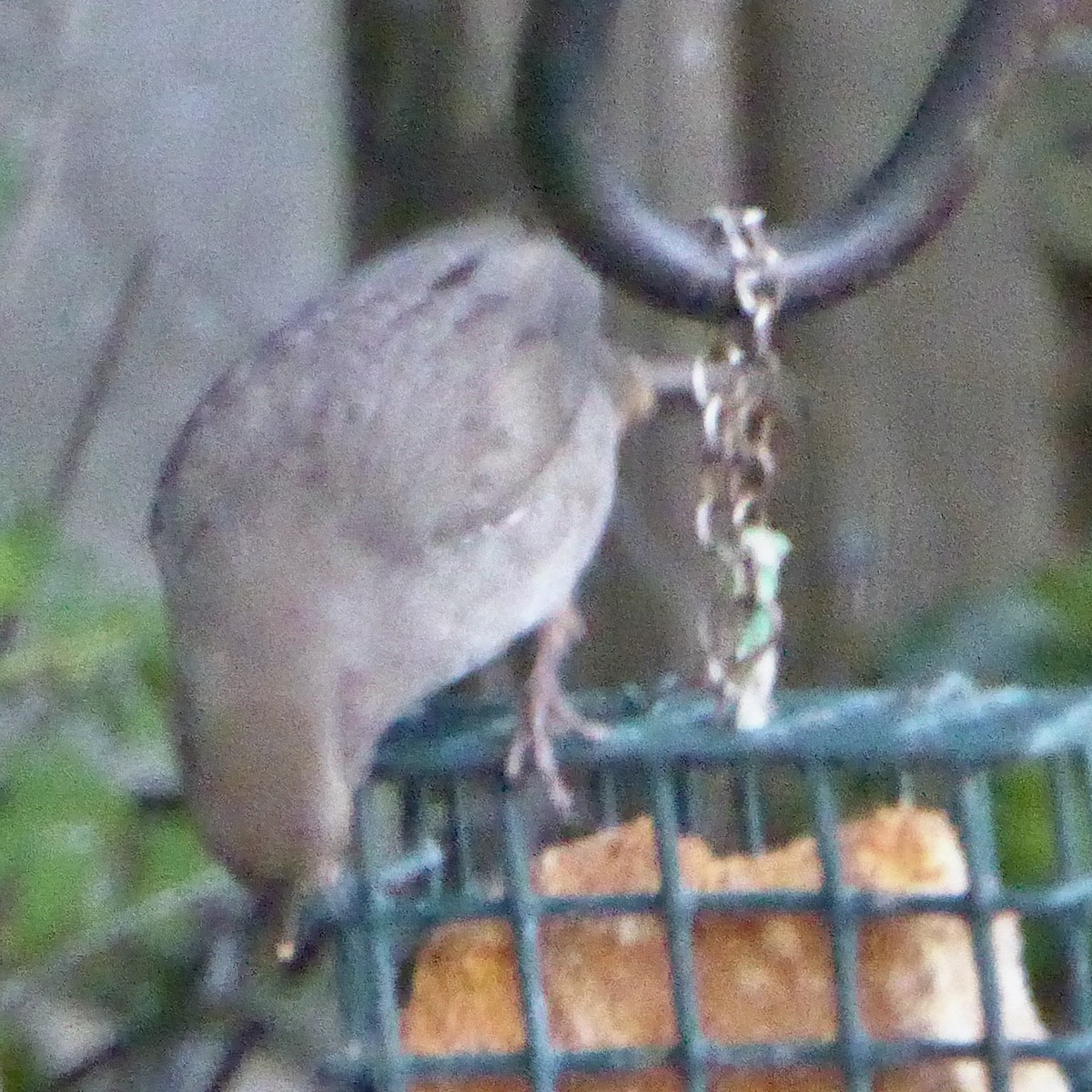 California Towhee - ML646545756