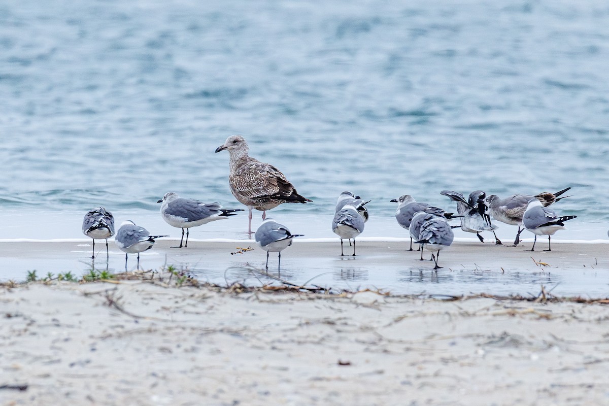 Мартин американський - ML646545759