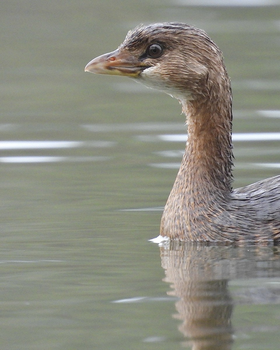Pied-billed Grebe - ML646545761